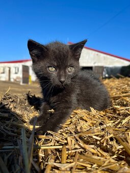 Daruji koťátko - 3