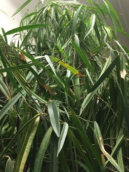 POKOJOVE KVETINY - 3