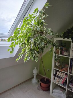 Fíkus Benjamin - Pokojové rostliny - 3