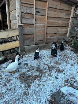 Kachna Pižmová - 3