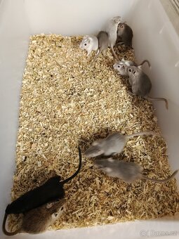 Mladé pískomilů - 3