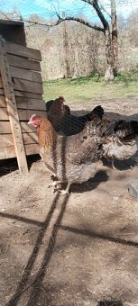 Bielefeldská slepice - 3