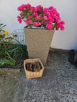 Zakrslý králík - 3