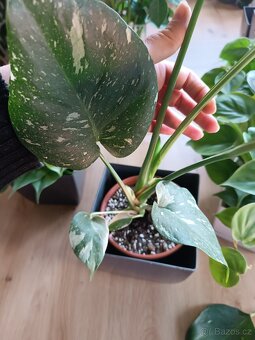 Monstera Thai constellation - 3