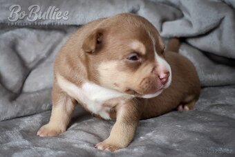 American bully pocket ABKC - 3