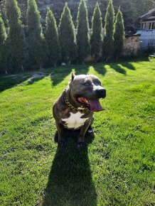 American bully Krytí - 3