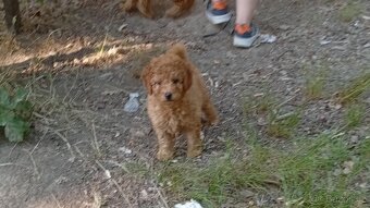 Maltipoo - 3