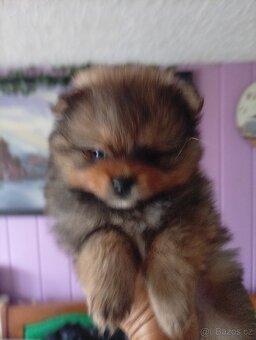 Štěňátko pomeraniana mini - 3