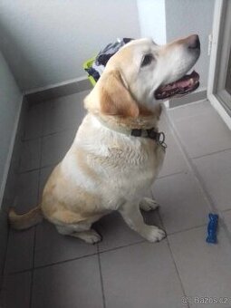 Labrador - 3
