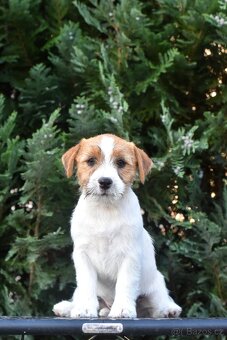 Jack Russell teriér - fenky - 3