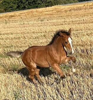 Letošní hřebec- odstávče - 3