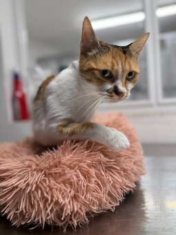 Veska, 4 letá kočička - 3