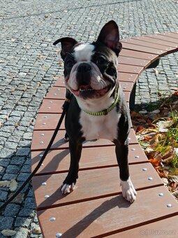 Bostonský teriér s PP - 3