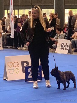 Francouzský buldoček s PP nabízí krytí - 3