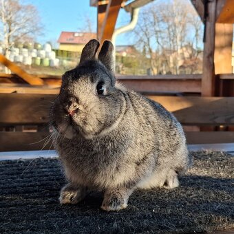 Zakrslý činčilový k chovu či na mazlíka - 3