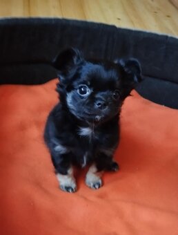 Čivava dlouhosrstá fenky - 3