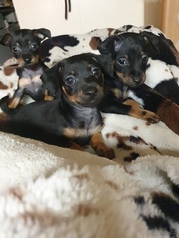 Pražský krysařík - 3