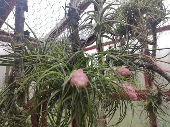 Tilandsie epifyt - 3