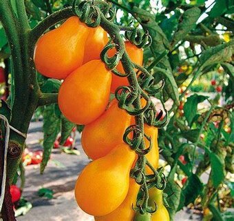 cherry rajčata - 3