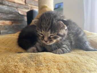 Májová koťata 🐈⬛ - 3