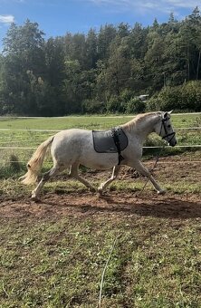 Welsh part bred, kobyla 14 let - 3