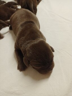 Štěňátka labradorského retrievera - 3
