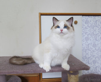 Ragdoll kocourci s průkazem původu k odběru - 3