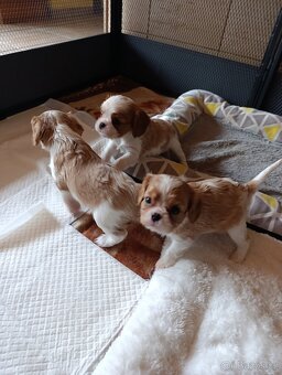 Kavalír king charles španěl - 3