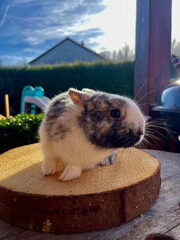 Zakrslý rhönský králík - 3