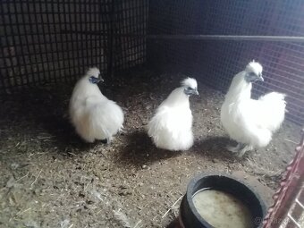 Hedvabnicka zdrobnela - 3