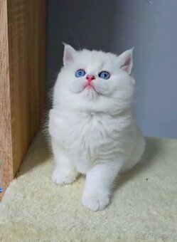 Britské koťatá PP❤️extra kvalita❤️ - 3