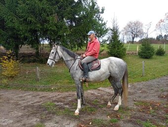 Nabízíme více mladých koní - 3