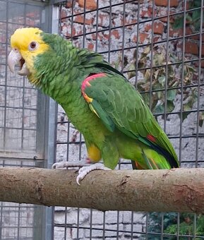 Amazoňan oratrix - 3