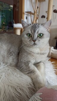 Britská stříbřitá koťátka s PP - 3