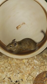 Osmačci s klecí - 3