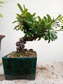 Hlohyně (Pyracantha) bonsaj - 3