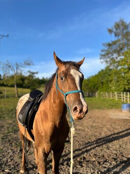 Appaloosa - 3