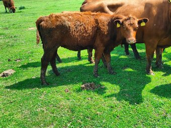 Jalovičky , jalovice , Aberdeen Angus - 3