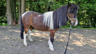 PRODÁM PONY / SHETTY / VALACH - 3