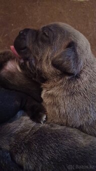 Cane Corso bez PP - 3