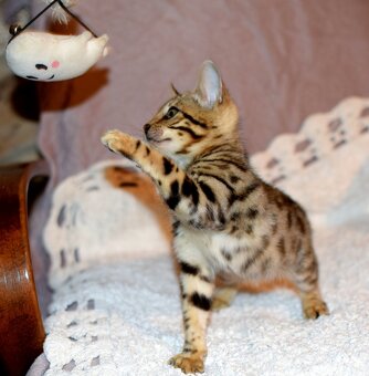 bengálská kočka - koťata - 3