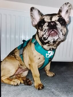 Francouzský buldoček - 3