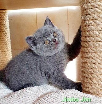 Britská koťata s PP - 3