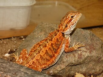 Agama vousatá (Pogona vitticeps) - 3