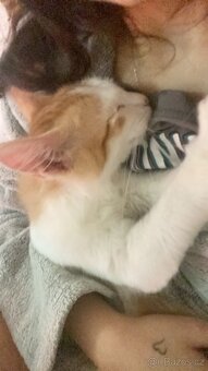 Perský křížený kocourek - 3