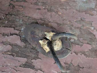 Vycpaniny trofeje - 3