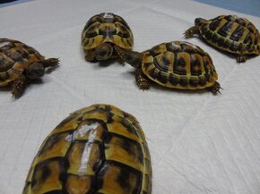 Suchozemské želvy -Testudo Hermanni - 3