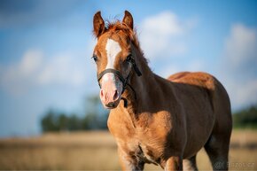 Loňský hřebeček Welsh pony of cob type - 3