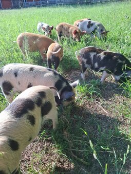 Kune kune selata - 3