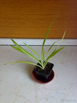 Zelenec - Chlorophytum comosum - Zelený - rostlina - 3